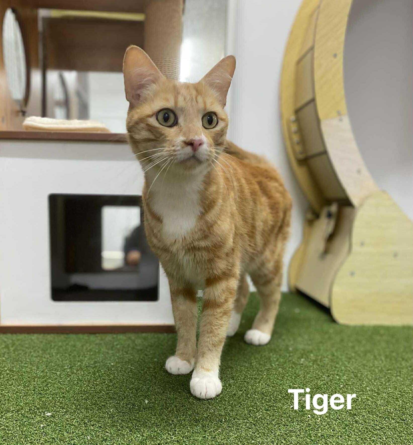 Tiger Tiger